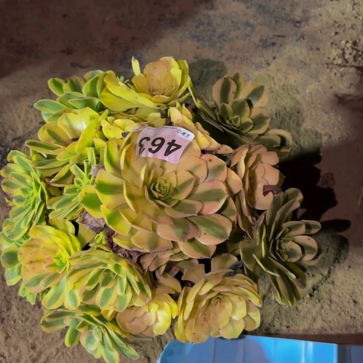 463雨荷多肉植物不售后