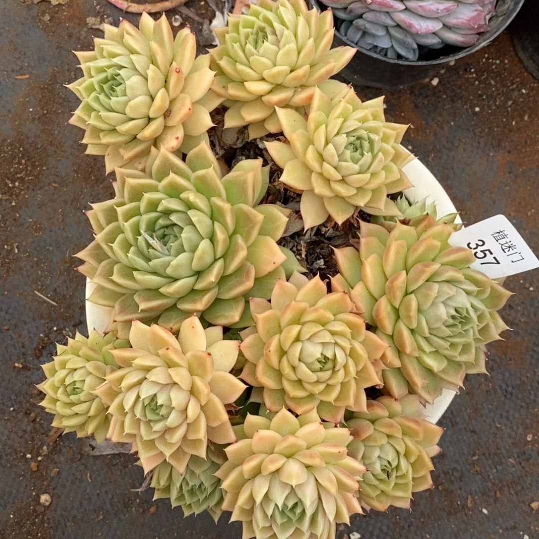 清****༇杂交精品多肉357