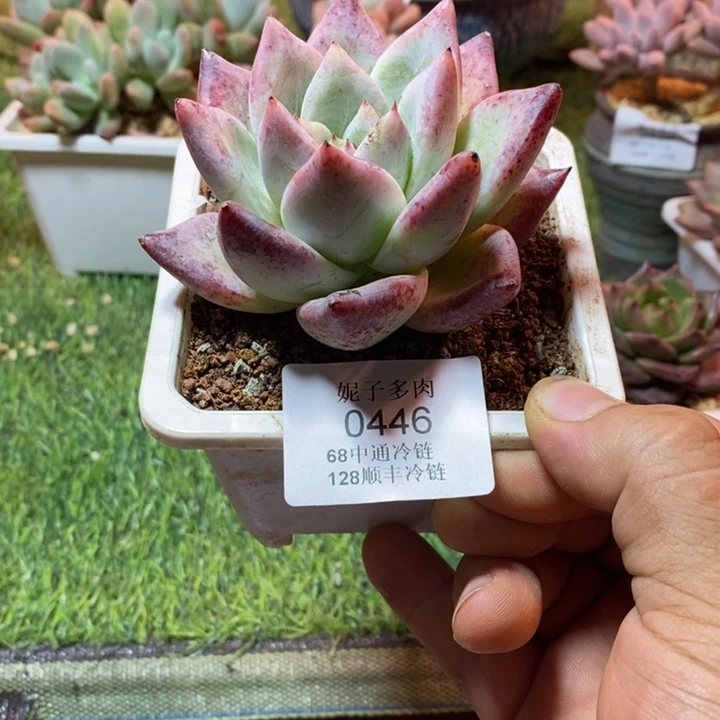 小***锵0446啊啊啊啊啊啊啊啊啊