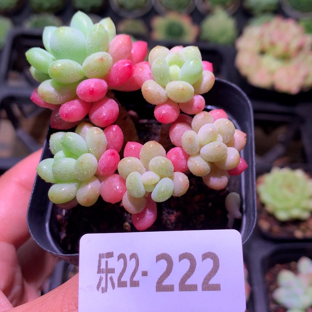 乐然22-222 洛可可群