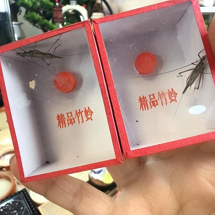 紫竹2制啊啊啊啊啊啊