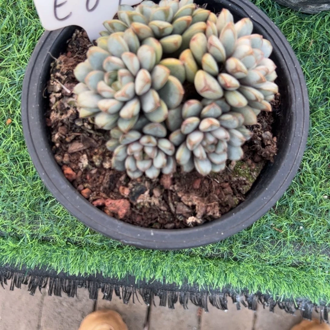 葡萄多肉植物保护研究所