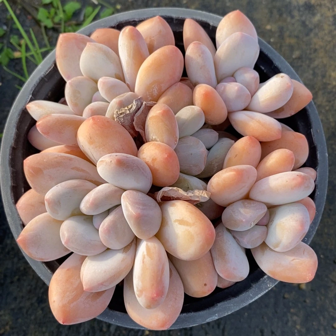 自助下单一物一拍多肉，下滑链接品种更多选择