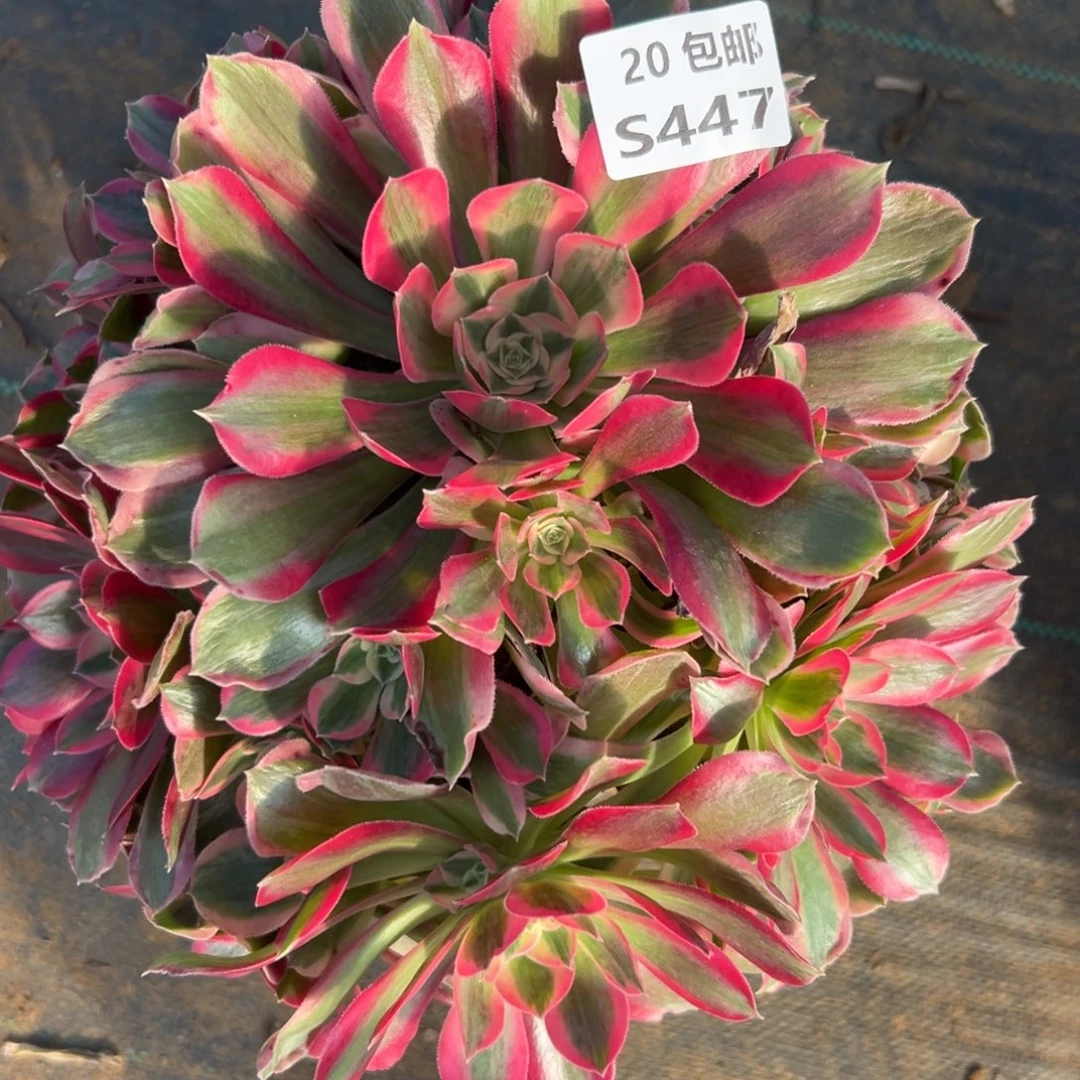 447女郎，满20包邮嘟叮熊