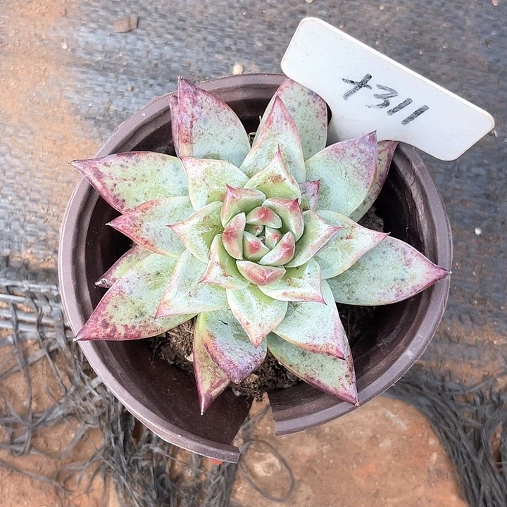 晨语多肉，一物一拍微瑕311