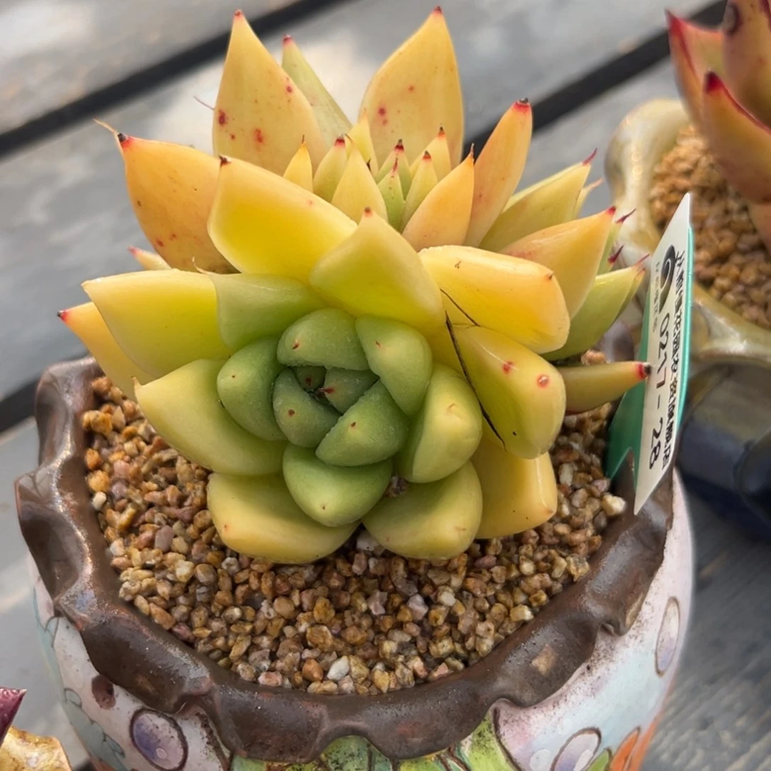 多肉一物一拍0217-28