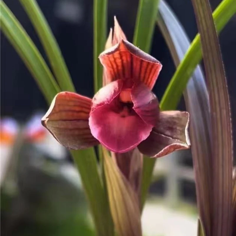 春兰名品【紫金红素兰草】终身包对版放心购买东方金边兰兰花