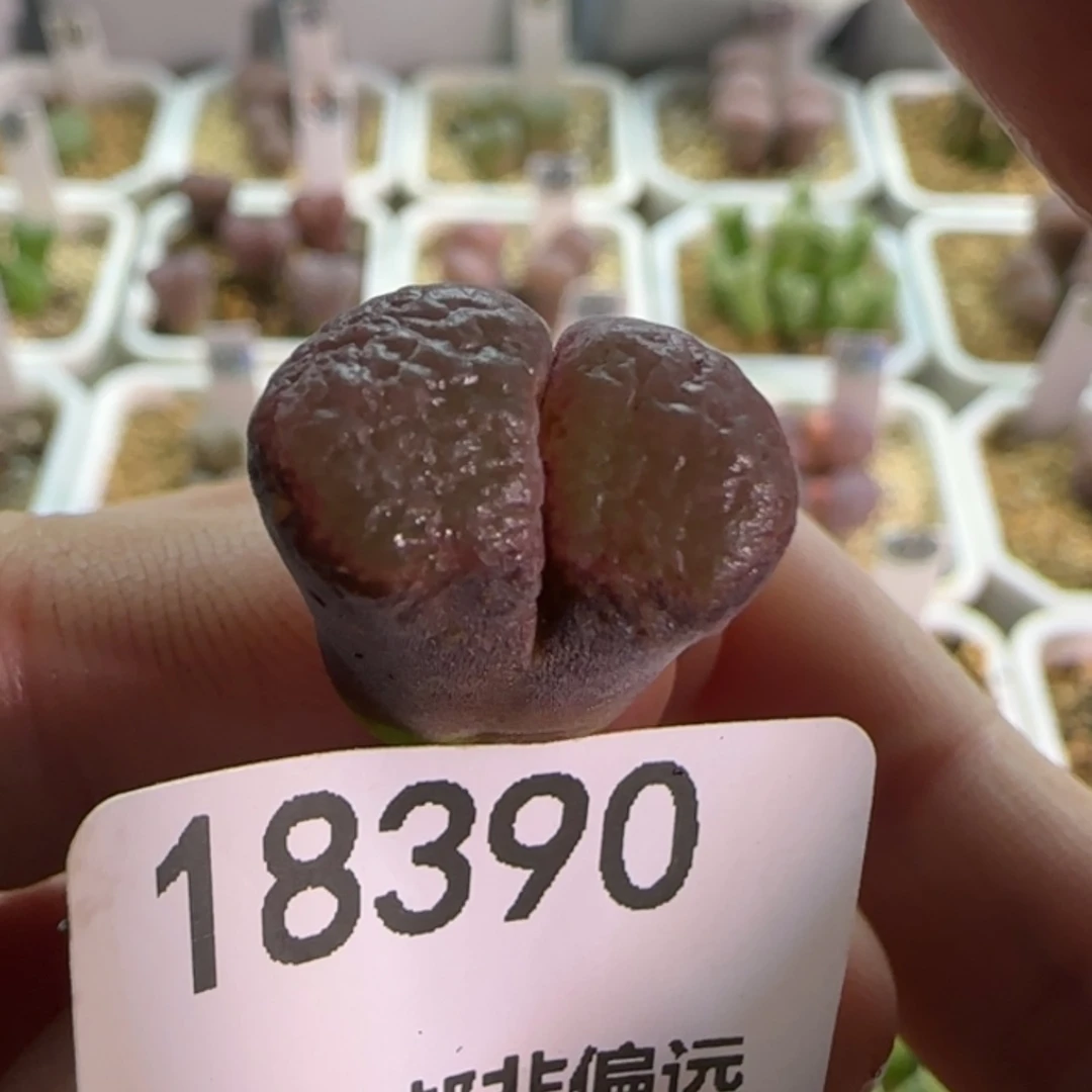【闪购商品】18390