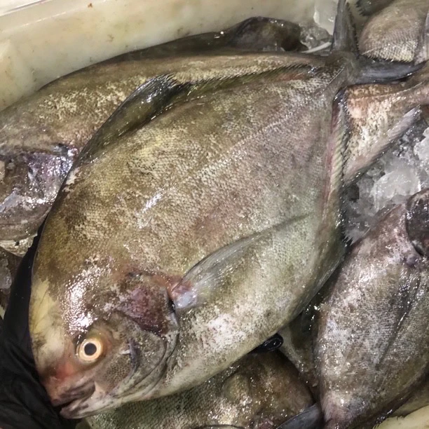 Ｂ广东汕尾本港野生照灯黑鲳