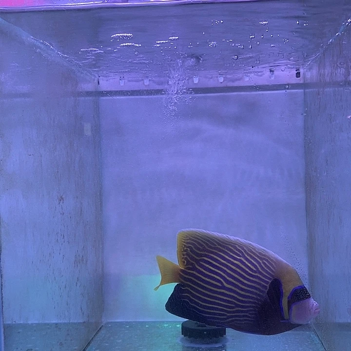 101皇后检疫定水皇后