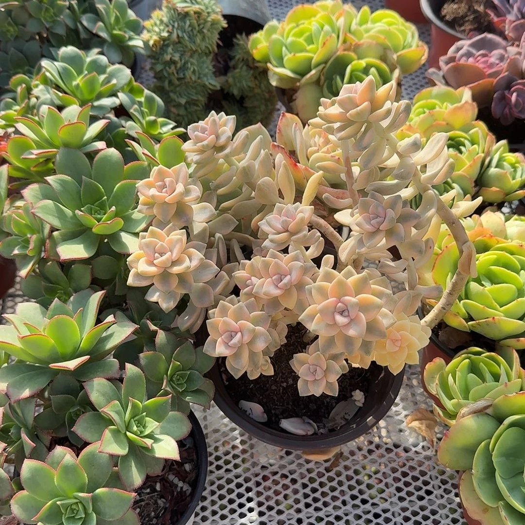 大号美杏锦多肉植物精品