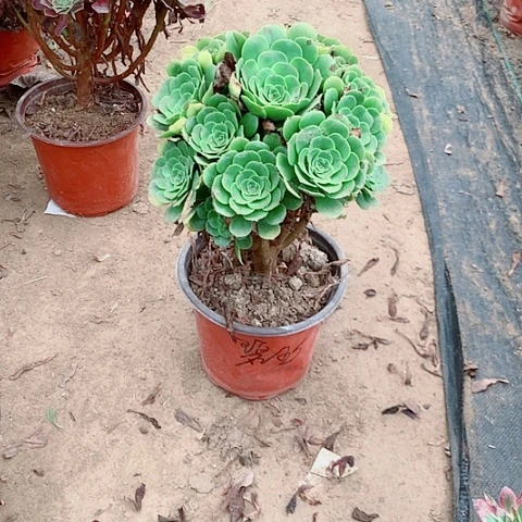 绿杨绒多肉植物法师39