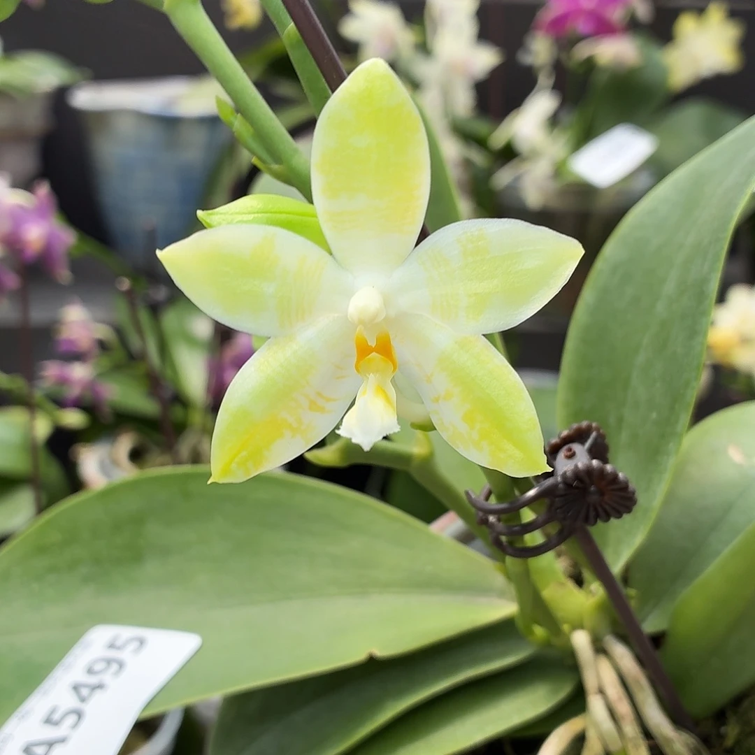 当前无花朵，栽培后可花朵A5495yss1168