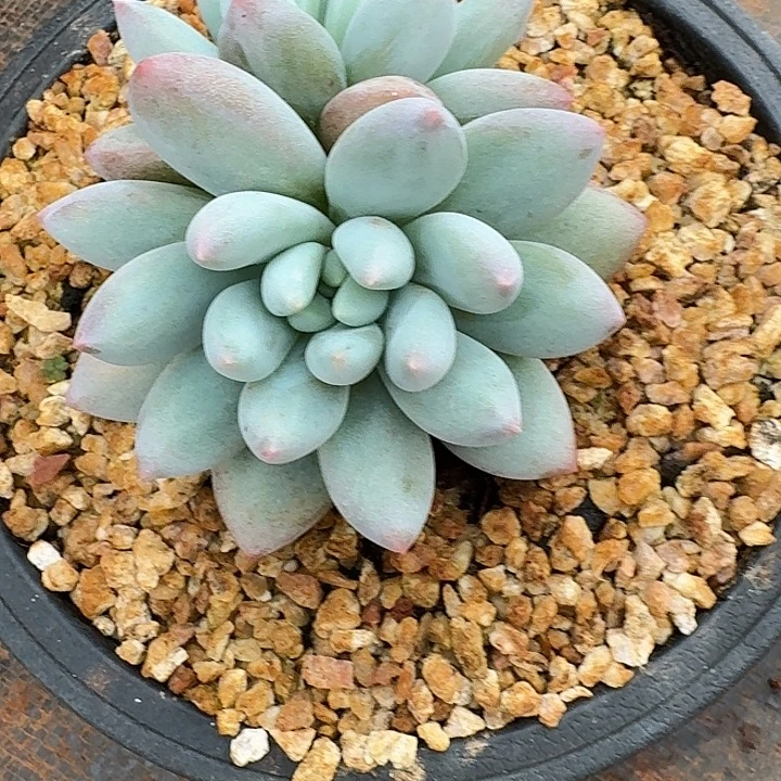 毛***官豆麻麻多肉植物一颗
