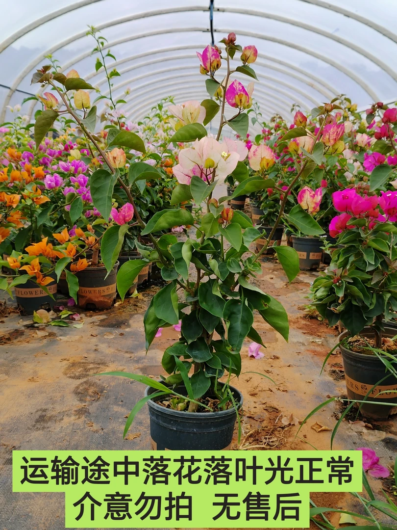 【画报—新叶】介意落花落叶落秃  轻微折枝的勿拍无售后