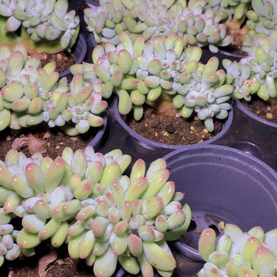 苹果奶缀化3456788899999