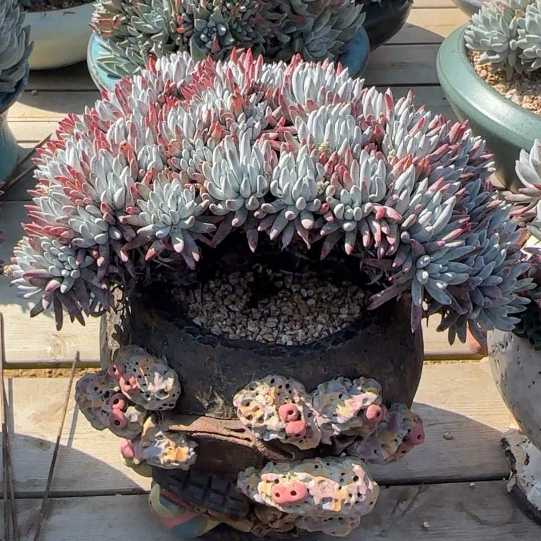 格*250219006多肉植物仙女杯格非姐