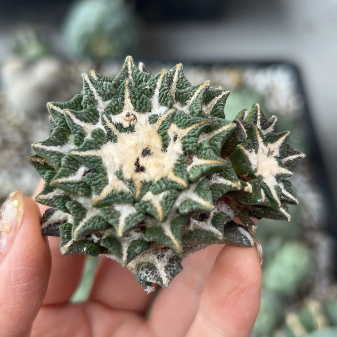 405 有根点 仙人球的世界