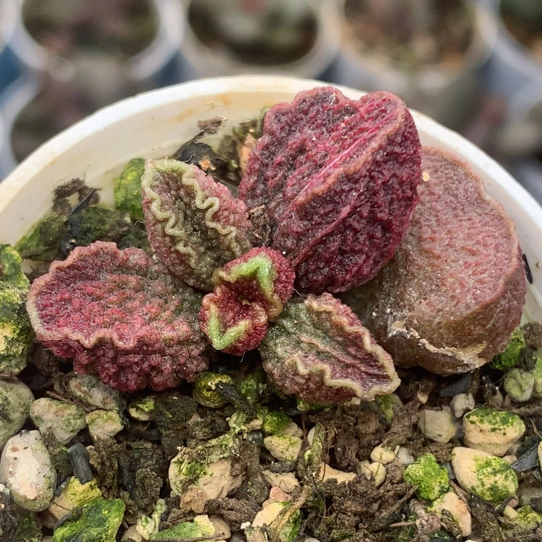 实生水泡一物一拍