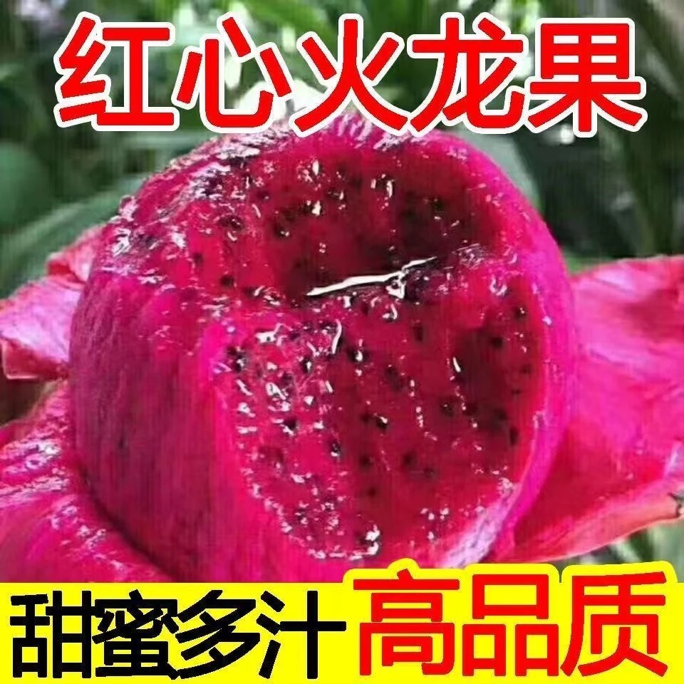 现采现摘 金都一号红心火龙果当季新鲜水果整箱火龙果大果5斤包邮