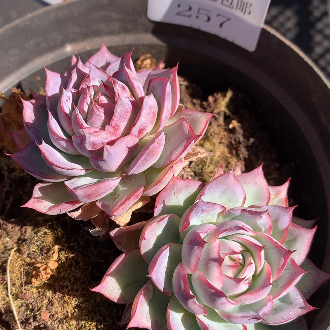 【闪购商品】云257号潘多拉女王