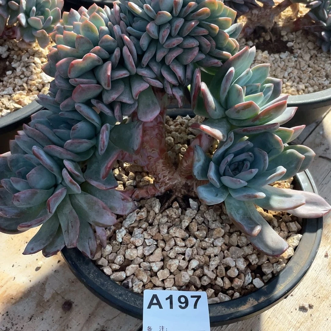 扬***航197多肉植物多肉植物