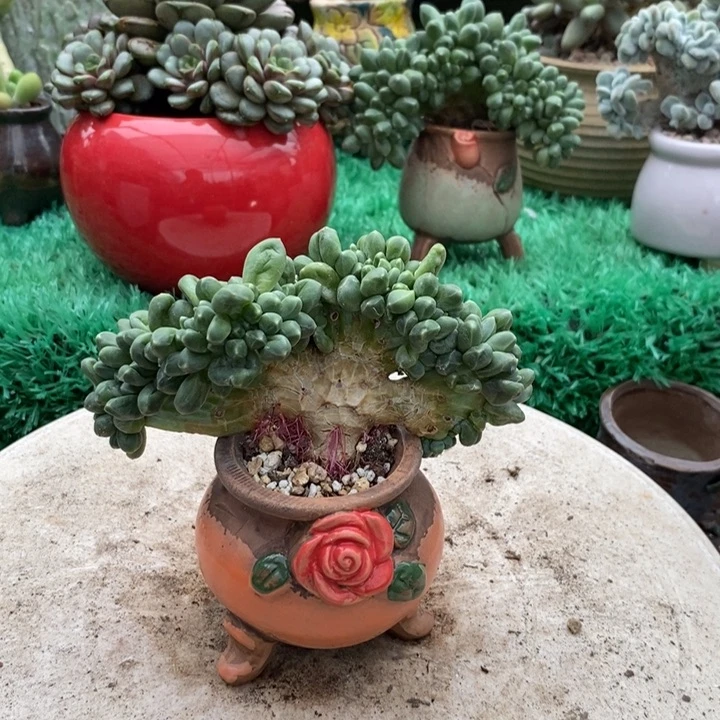 千代田缀化整无砍
