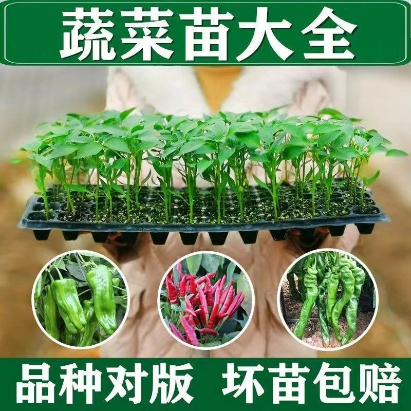 各种蔬菜苗秧苗混搭四季大全幼苗瓜果阳台盆栽春季春播当季夏季水