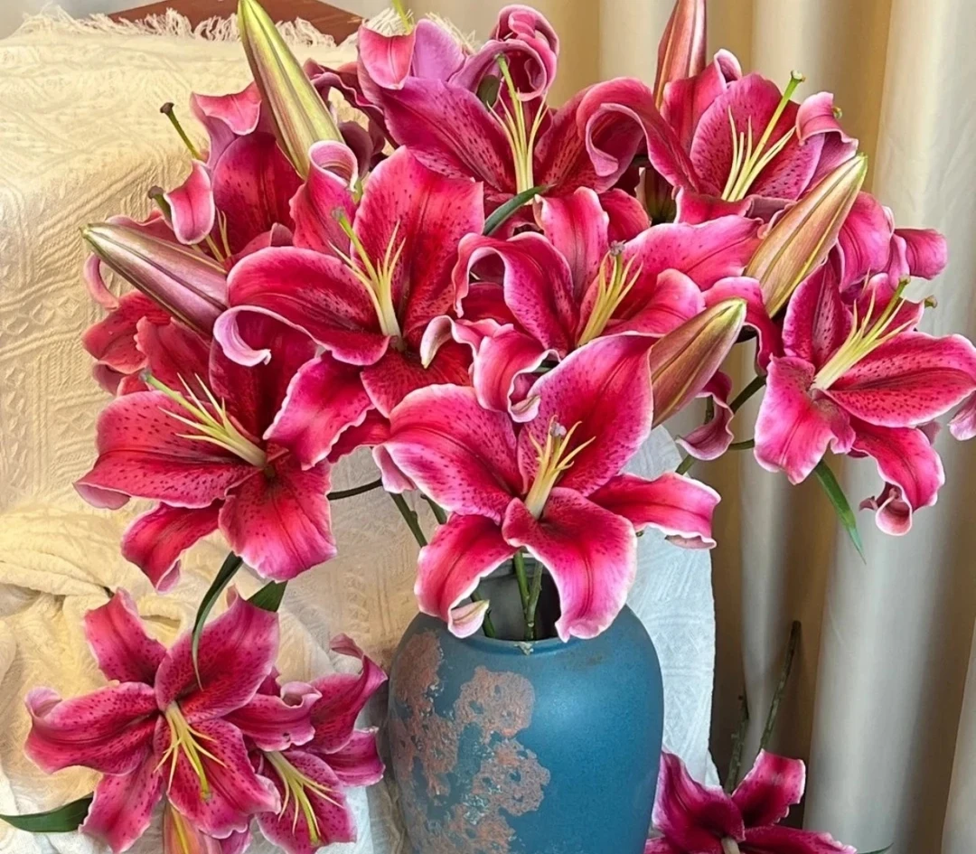 黑美人单瓣香水百合