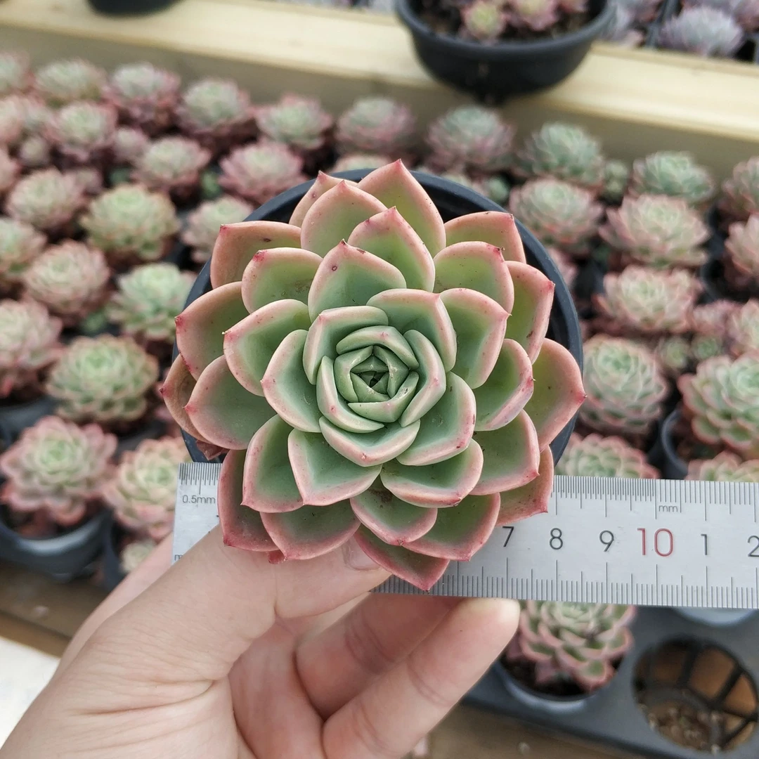 哈密瓜（单头）多肉植物