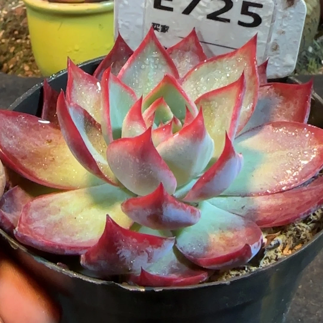 惊鸿一物一拍包装收缩花旱725