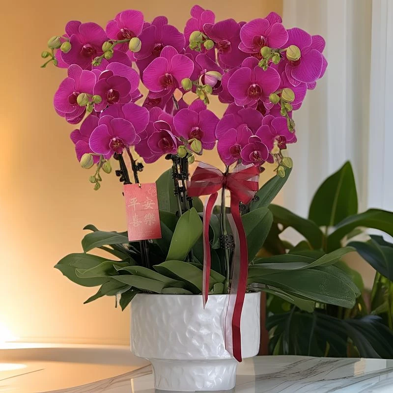 蝴蝶兰《恭喜发财》紫红色系年宵爆款花艺术组盆新手可养室内花6-10
