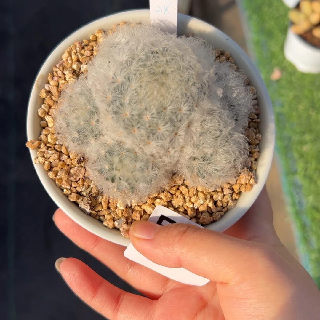 小***头772 多肉植物组合盆栽