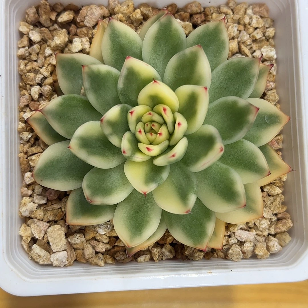 阿诗娜锦 婕宝一物一拍