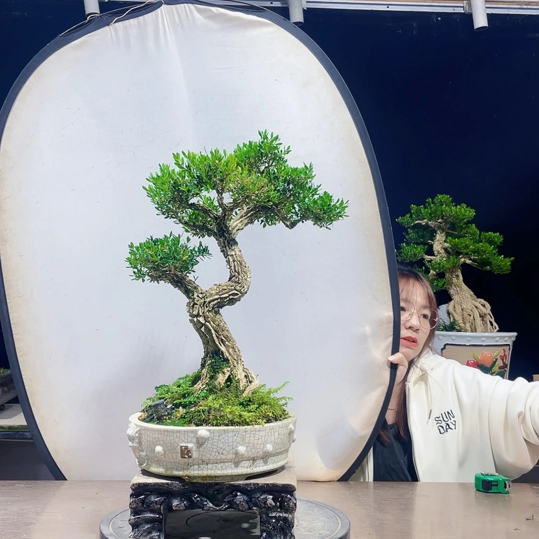完全开放黄杨盆景四季常青
