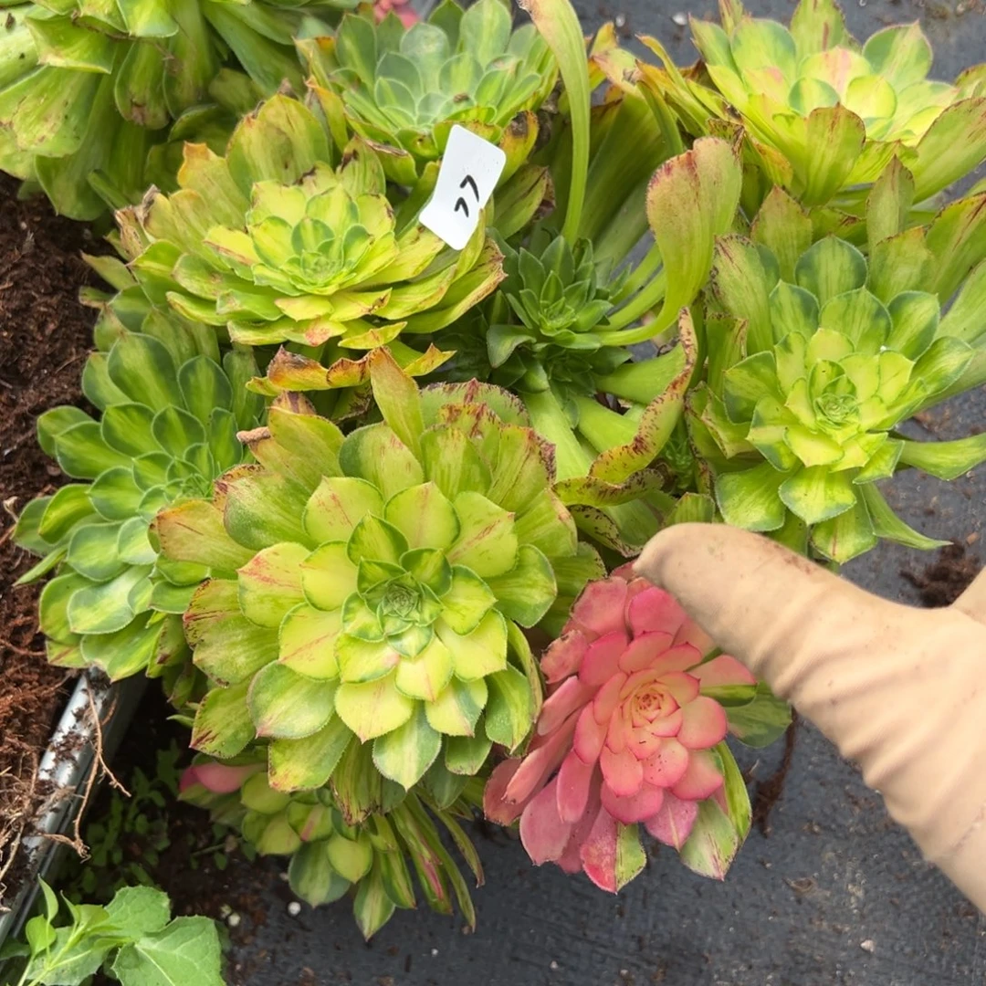 77知否多肉嘻嘻嘻嘻