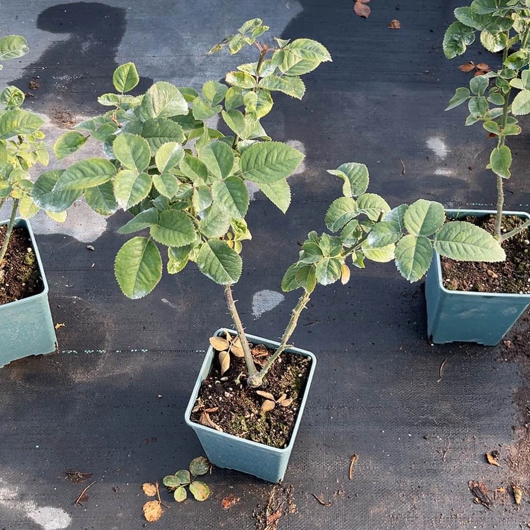 用***6无花朵———第二课 山岚