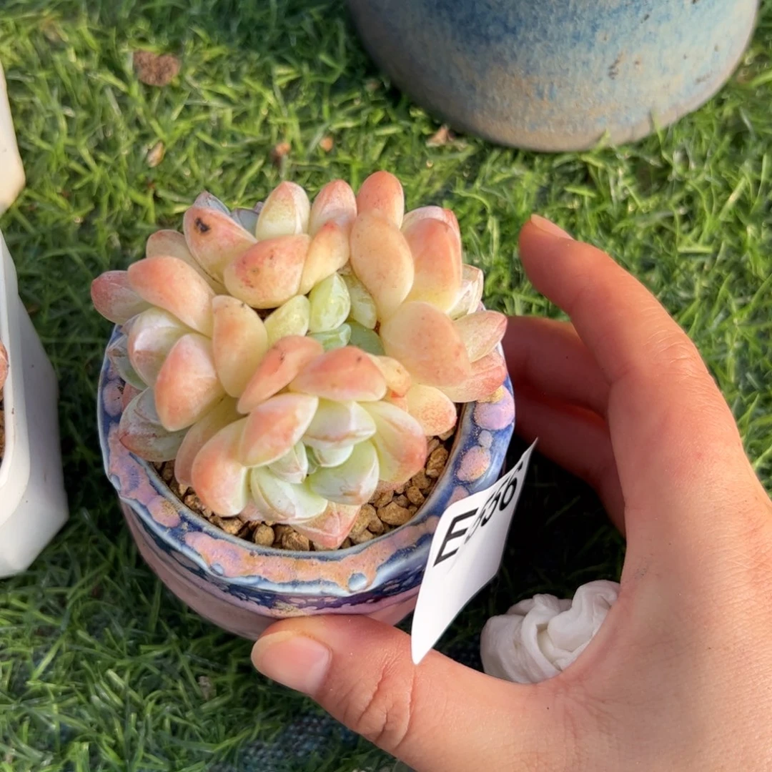莫***_556冰玉多肉植物组合盆栽