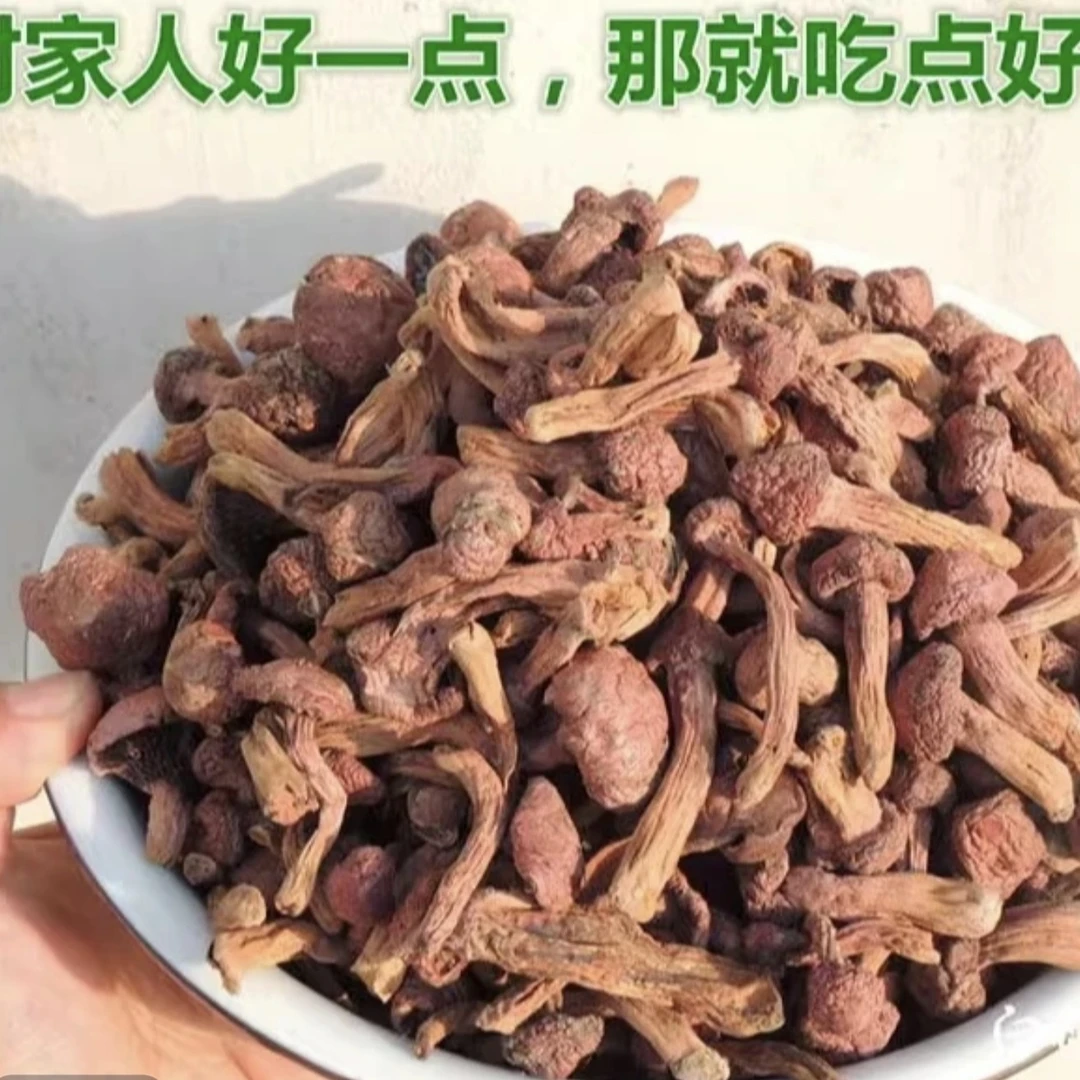 红蘑丁松树伞肉蘑东北特产精品蘑菇自然生长晾晒干货新货