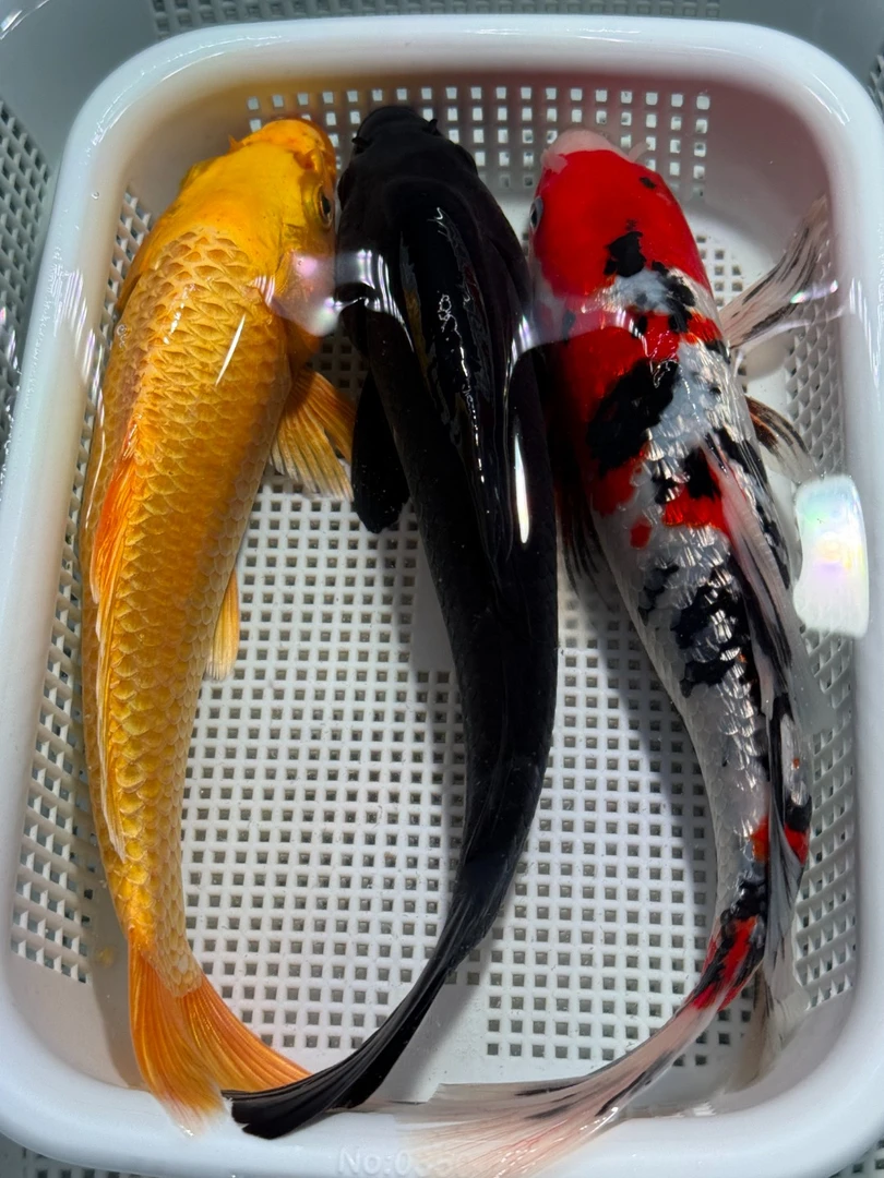 【三阳开泰】18-20cm黄1黑1三色1共三条锦鲤冷水观赏鱼好养耐活