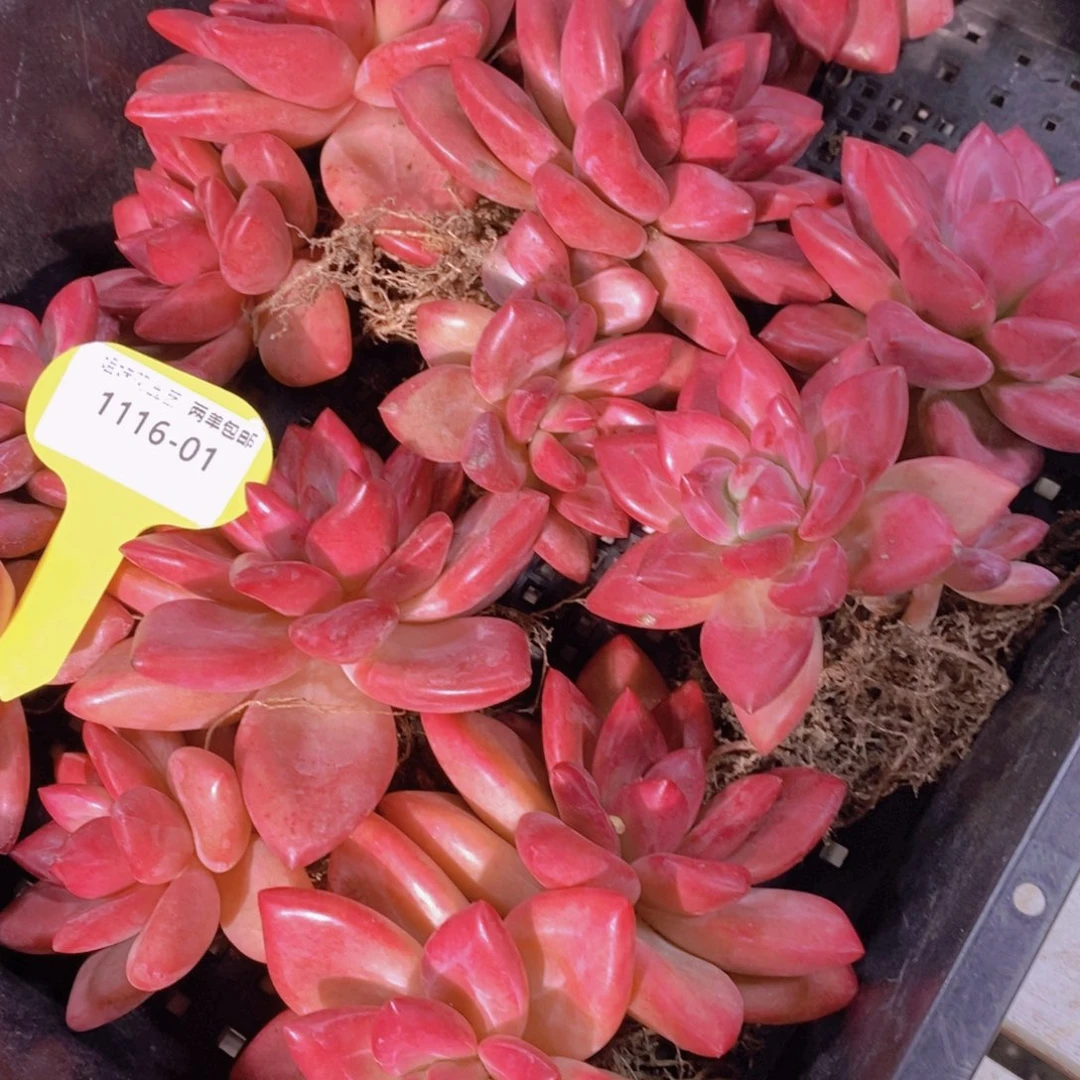 1116-01-精品母本老桩赫菲斯托双头一个