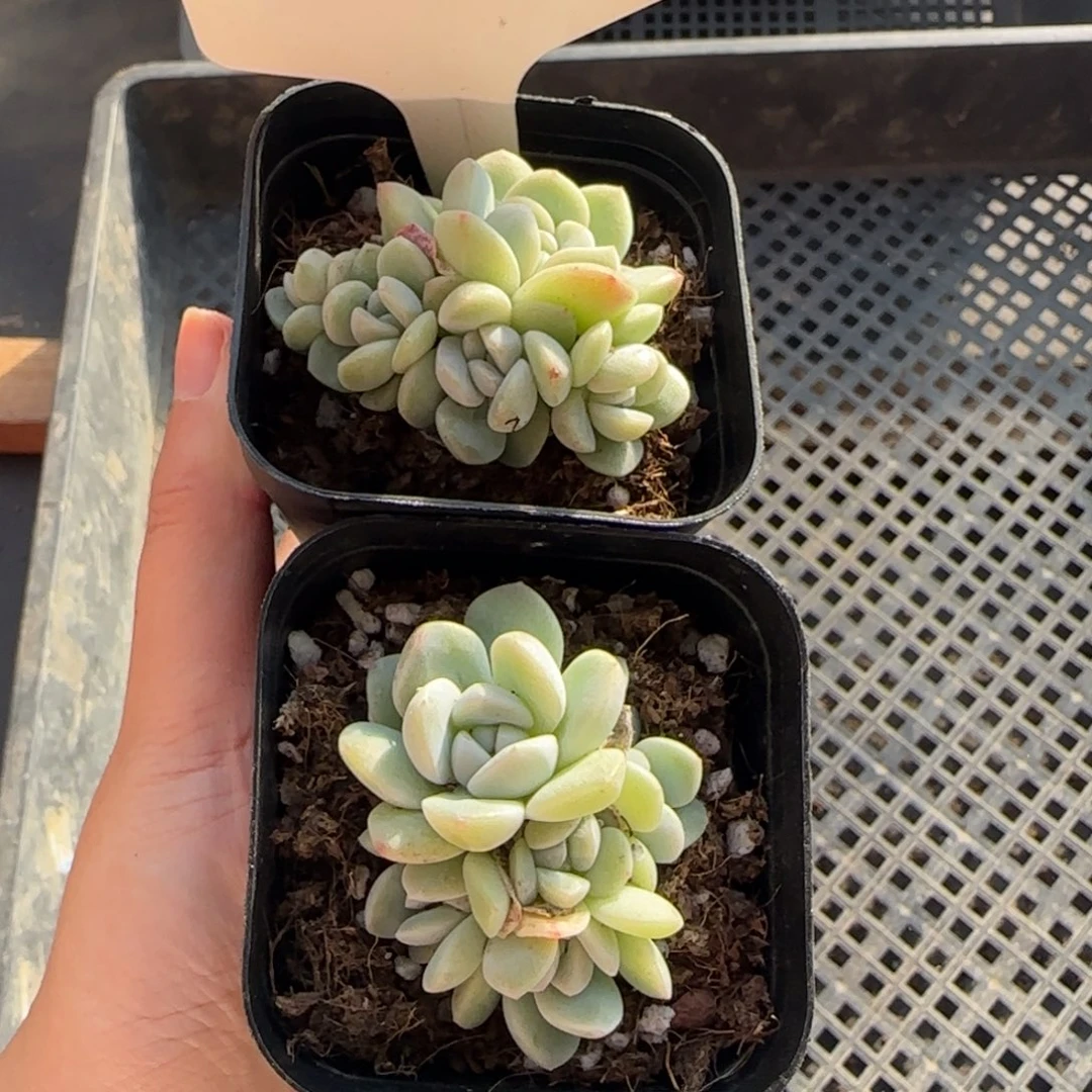 101五头冰玉群哈哈哈哈