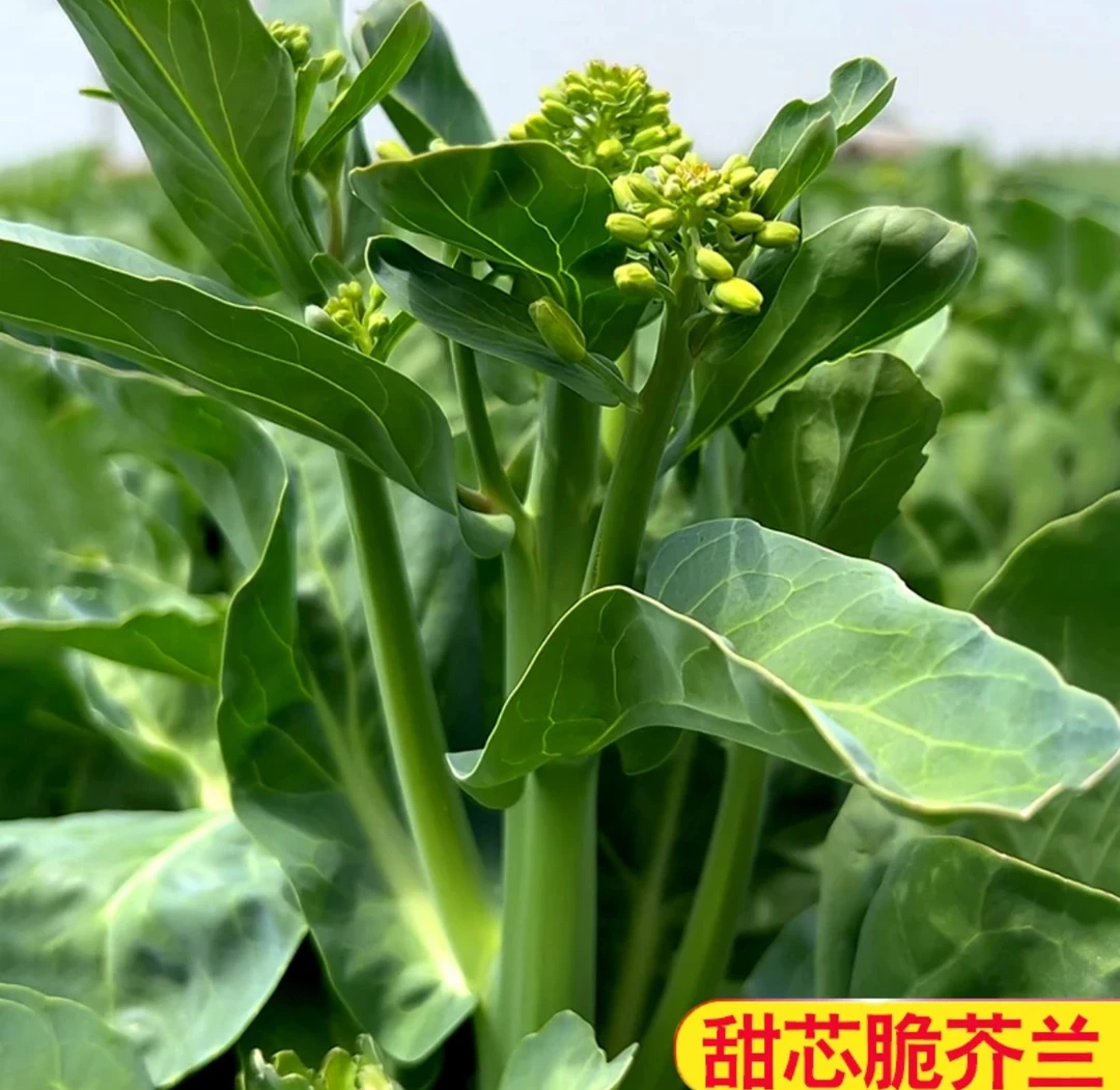 【甜芯芥兰种子】阳台庭院四季盆栽种植农家菜园地芥兰蔬菜种籽