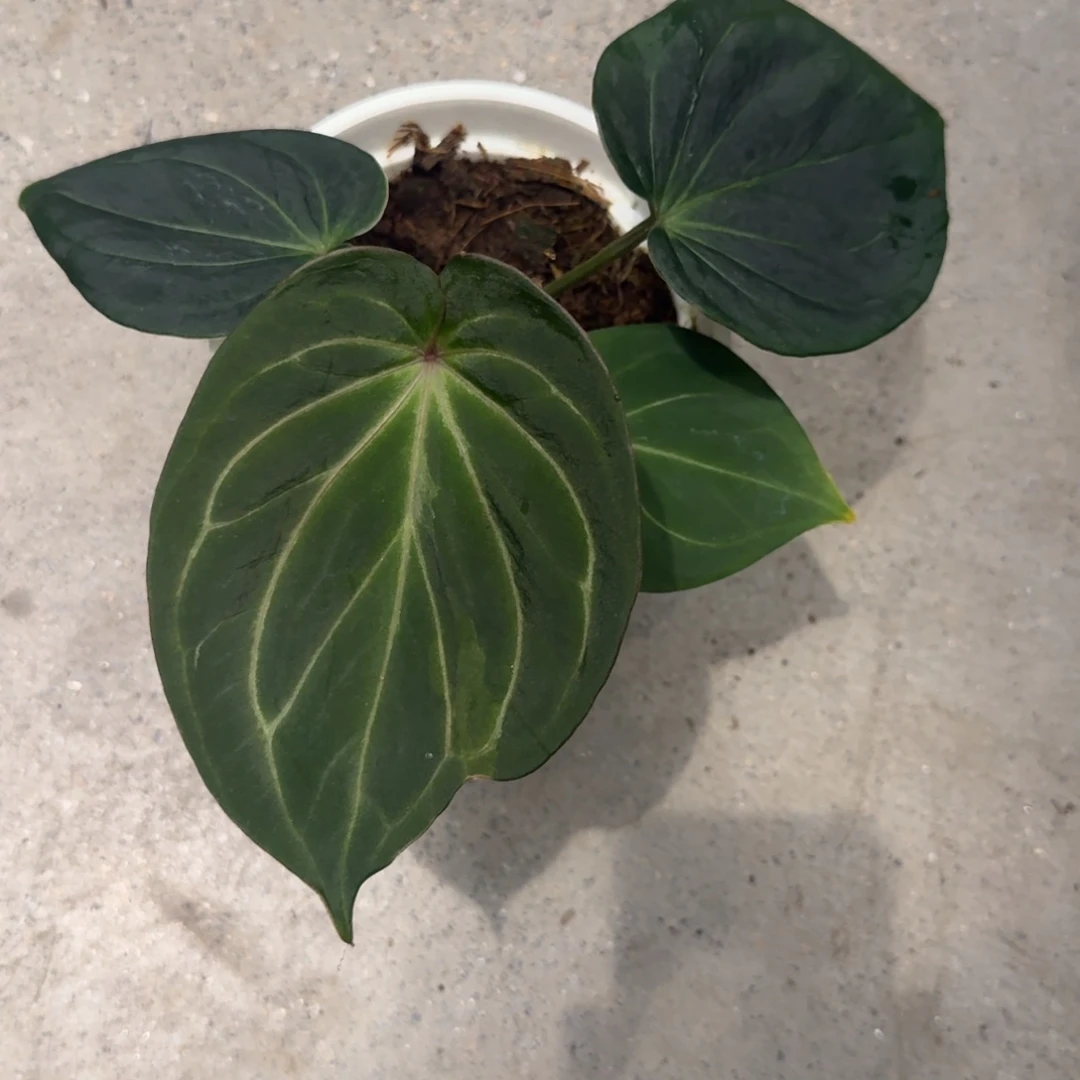 不开花植物糯米专拍