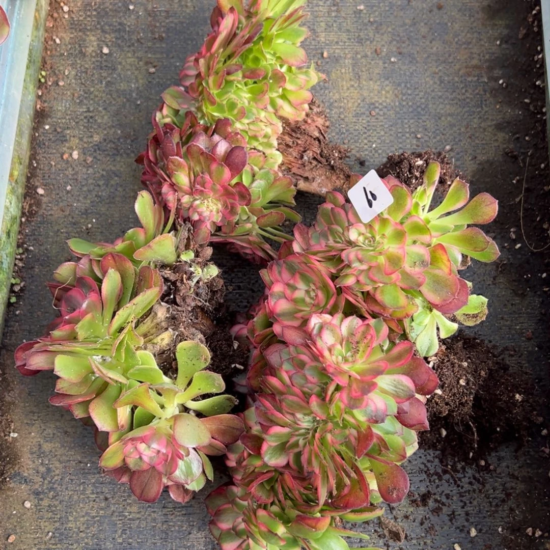 60荔枝缀一颗 15多肉