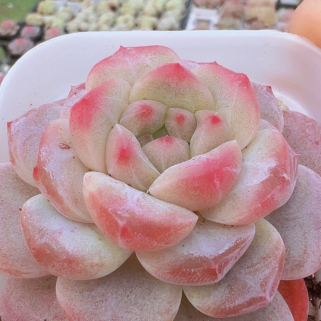 黛玉冰魄19包邮多肉