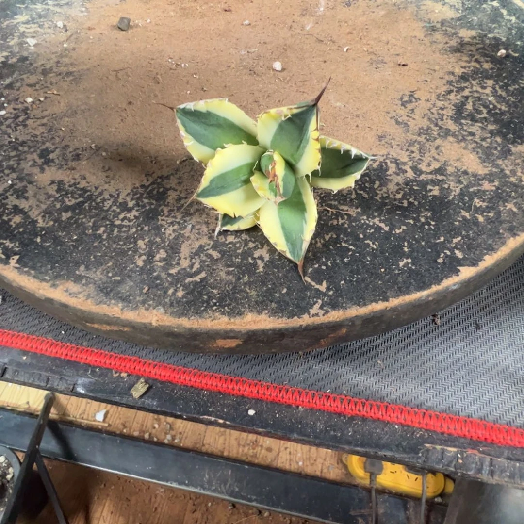 扎***昆龅牙芽子大大大大大大