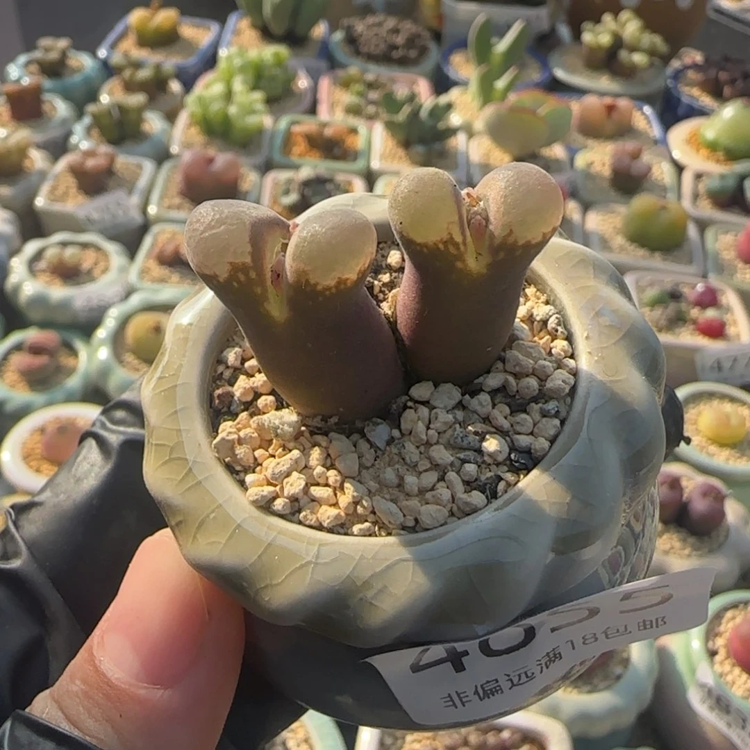 4855--一物一拍 带盆