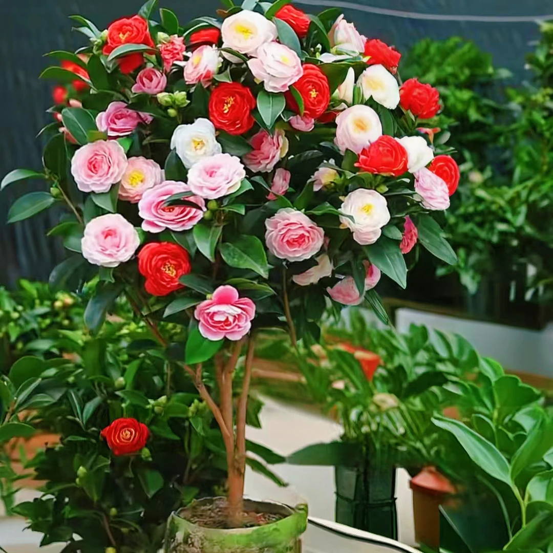 80cm - 100cm加大加高茶花原盆原土带花苞适合室内外种植