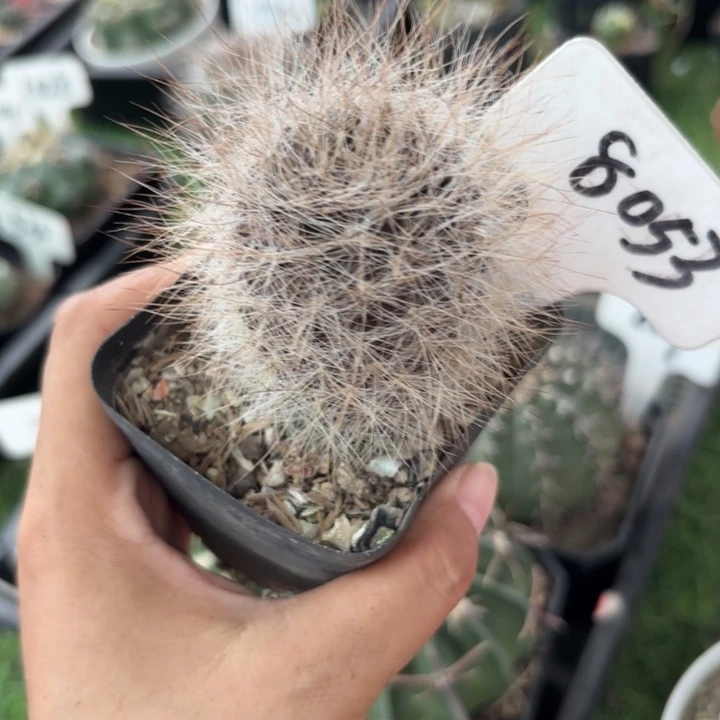 8053实生混乱玉皮实好活